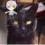 猫椰菜