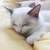 吃冰淇淋的猫